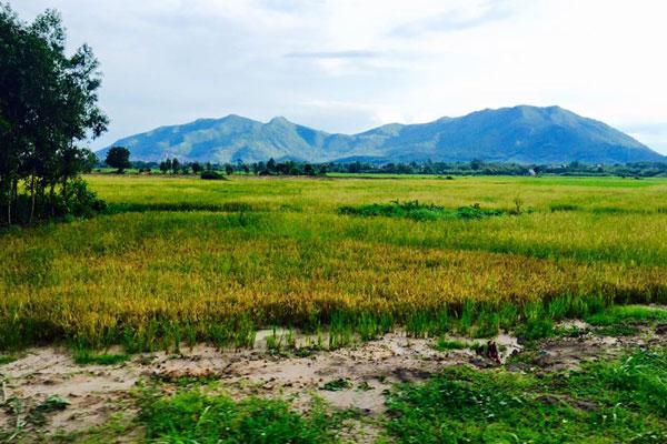 Phong cảnh hai bên đường khá hoang sơ, nhiều thắng cảnh núi rừng rất đẹp, những cánh đồng lúa óng ánh chuyển màu, những đàn cừu trắng mải mê gặm cỏ… tạo cảm giác thích thú.