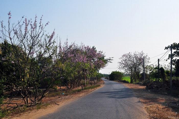 Cảm giác lướt trên những cung đường ven biển tuyệt đẹp của Long Hải, một bên là biển, một bên là rừng hoa đỗ mai, vừa cảm nhận làn gió biển trong lành, mát rượi vừa nhìn ngắm hoa anh đào nở thật không có gì tuyệt vời hơn. Ảnh: Lovetour