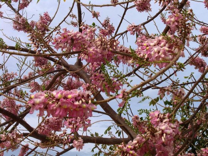 Nhìn kỹ thì hoa đỗ mai khác hẳn hoa anh đào về hình dáng. Hoa đỗ mai giống hoa đỗ, mọc thành từng chùm, màu hồng nhạt hoặc màu trắng. Ảnh: Ngọc Anh