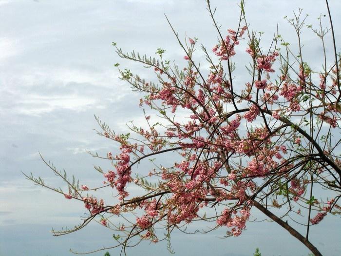 Mỗi bông hoa như một chú bướm nhỏ xinh với cánh hoa chính màu phớt hồng, đậm hơn ở phía ngoài và nhạt hơn ở phía trong, giữa cánh hoa có màu vàng thật nhẹ. Khi hoa đỗ mai nở, những vạt rừng trên sườn núi như bừng sáng. Ảnh: Ngọc Anh