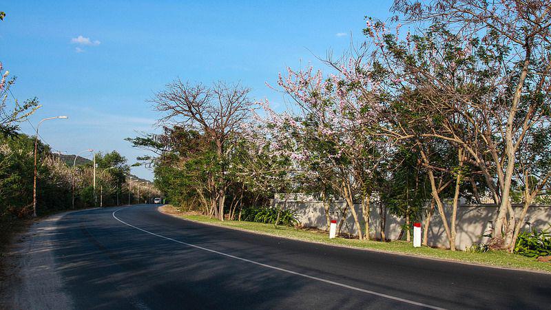 Du khách có thể tìm và bắt gặp rất nhiều hoa đỗ mai trên dọc đèo Nước Ngọt hoặc đường lên núi Minh Đạm. Ảnh: vnpeach.com