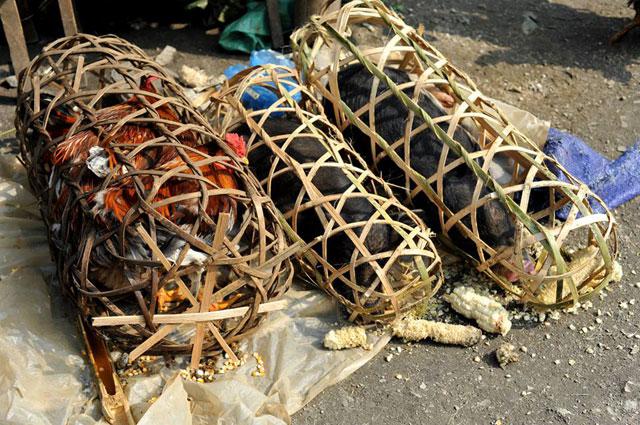 Gà đồi và thịt lợn mán