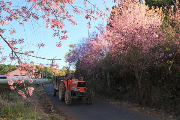 Những con đường nhỏ những ngập tràn sắc hoa của Đà Lạt. Ảnh: Lê Thanh Tuấn