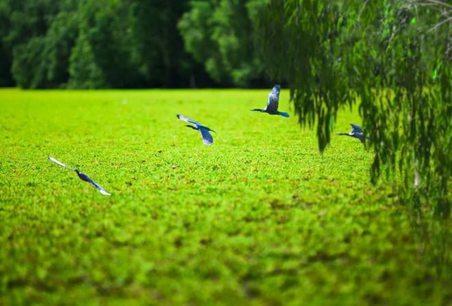 Khung cảnh thanh bình của miền Tây mùa nước nổi. Ảnh : Cuongchan.com