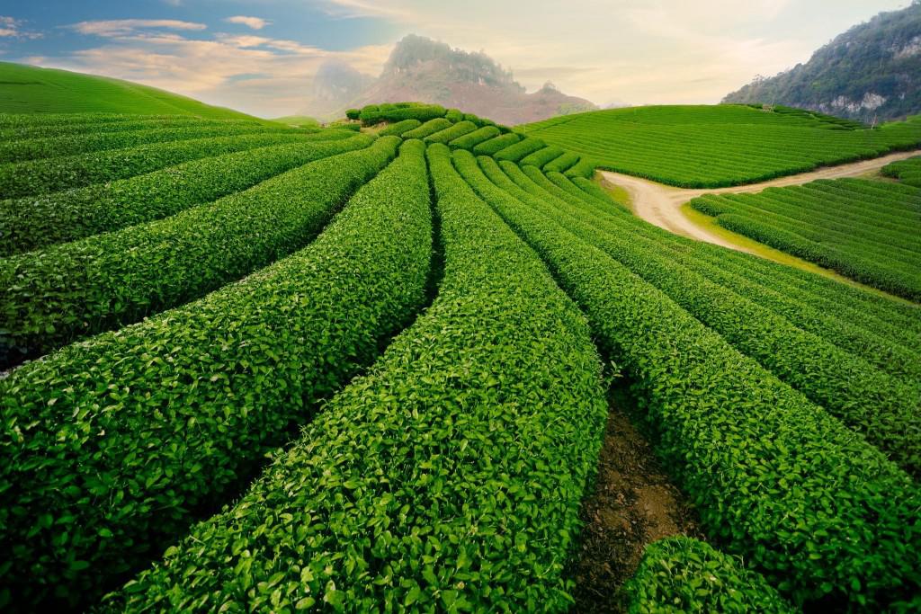 Những đồi chè nối liền nhau chạy dài tít tắp. Ảnh: Breakaway