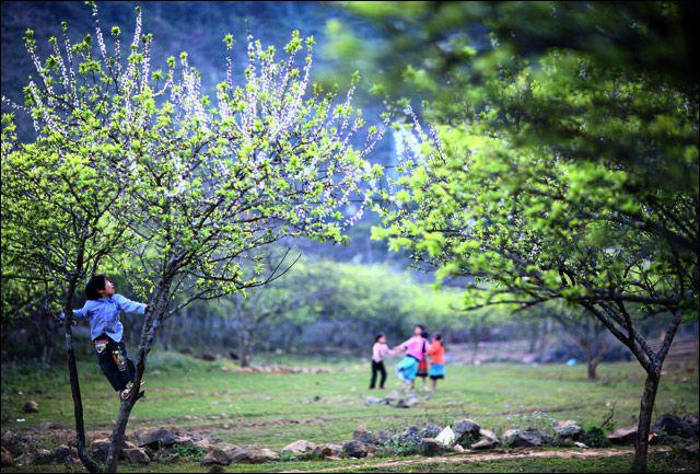 Mùa hoa mận với những chồi lá non xanh biếc. - Ảnh: MocChautourism.com