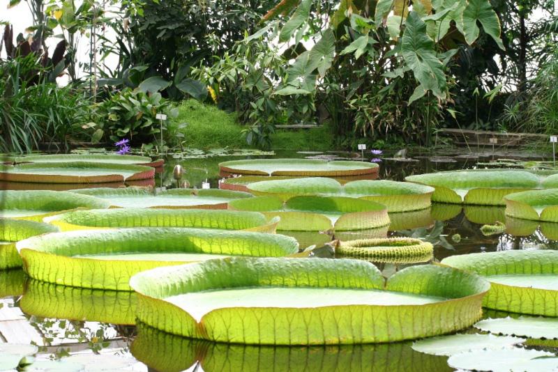 Lá sen khổng lồ được trồng tại chùa. Ảnh: dulichmt.blogspot