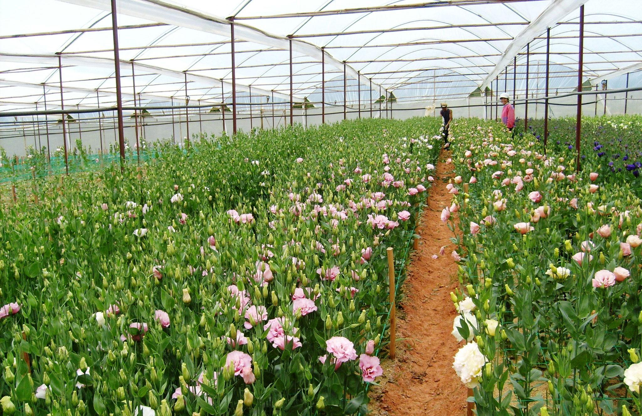 Làng hoa Thái Phiên. Ảnh: dulichdalatnhatrang.com