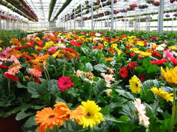 Những đóa hoa đang đua nhau khoe sắc ở làng hoa Vạn Thành. Ảnh: nld.com