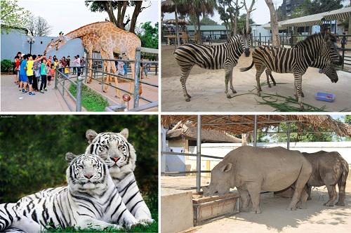 Được gần gũi các loài vật là trải nghiệm thú vị đối với du khách, đặc biệt là các bé.