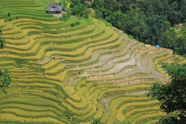 Tháng 9, đầu tháng 10 là thời điểm bà con bắt đầu thu hoạch. Ngoài việc thưởng lãm cảnh đẹp, du khách cũng có cơ hội cùng đồng bào dân tộc thưởng thức những món ăn ngon và nét đẹp văn hóa để mừng vụ mùa bội thu.