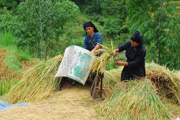 Mảnh đất Hoàng Su Phì nằm dưới chân đỉnh Tây Côn Lĩnh hùng vĩ là cung đườngthu hút đông đảo du khách nhất. Nằm giữa lưng chừng núi, những thửa ruộng bậc thang Hoàng Su Phì vàng ươm trải tít tắt suốt dọc đường đi.