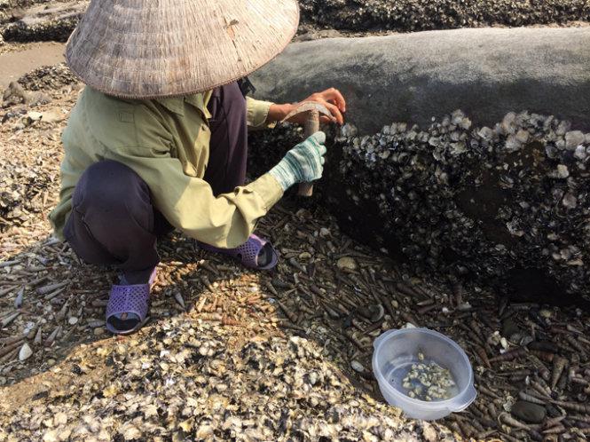 Người dân khai thác hà ở Cồn Mang - Ảnh: Thủy Trần