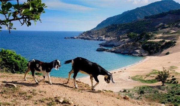 Đặc biệt nhất là Bãi Tràng nằm dưới Mũi Dinh. Với màu cát trắng mịn như kem, Bãi Tràng trở thành địa điểm lí tưởng cho các chuyến cắm trại. Rất nhiều bạn trẻ đã tới đây để tận hưởng cảm giác đắm mình vào không gian bao la thơ mộng. Chắc chắn ngủ lều ở Bãi Tràng dưới bầu trời đêm đầy sao sẽ là một trải nghiệm hết sức thú vị. (Ảnh: Internet)