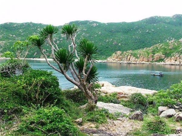 Vườn quốc gia Núi Chúa nằm phía đông bắc tỉnh Ninh Thuận, thuộc huyện Ninh Hải, có diện tích gần 30.000ha cùng chiều dài 57km. Tuy tại đây ít mưa nhưng lại có “Hồ treo” quanh năm nước trong xanh cùng nhiều con suối lớn như Lồ Ô, Đông Nha, Kiền Kiền không bao giờ cạn nước. (Ảnh: Internet)