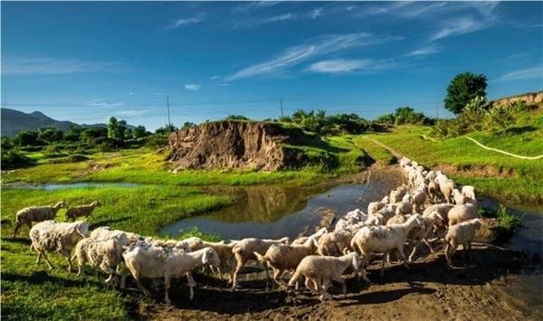 Thời gian tốt nhất là buổi sáng, vì vậy bạn nên sắp xếp đến trang trại cừu từ 6 - 7 giờ sáng. Sau khi thưởng thức những bữa cơm sáng cùng người dân nơi đây, bạn có thể cùng họ lùa cừu ra đồng chăn tầm 8 - 10 giờ sáng. Nếu muốn săn những bức ảnh đẹp thì hồ đập Thanh Sơn là lí tưởng và thơ mộng nhất để săn những góc ảnh cùng với những chú cừu dễ thương. (Ảnh: Internet)