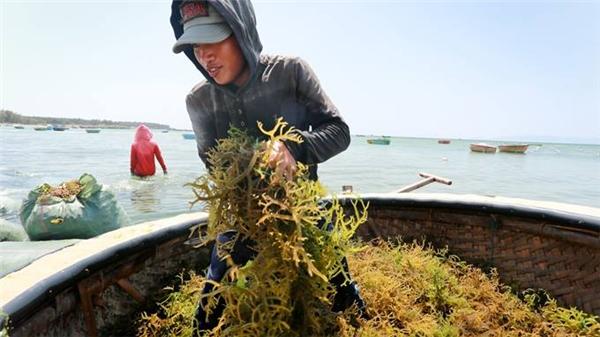 Những trải nghiệm đậm chất du lịch biển như tham gia thu hoạch rong và cá biển cùng ngư dân, ngắm biển xanh cùng những rặng san hô tuyệt đẹp hay tản bộ dưới những hàng dương xanh... đang chờ đón bạn tại đây. (Ảnh: Internet)