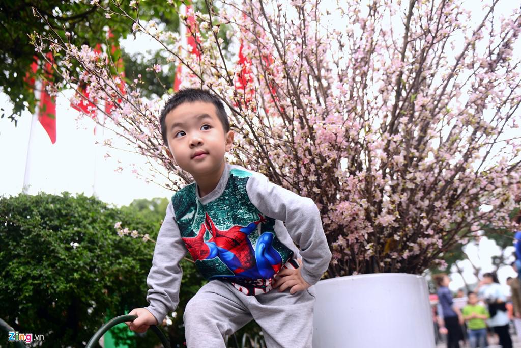 Bé Gia Bảo (4 tuổi) đứng tạo dáng bên những cành hoa anh đào để cha mẹ chụp ảnh.