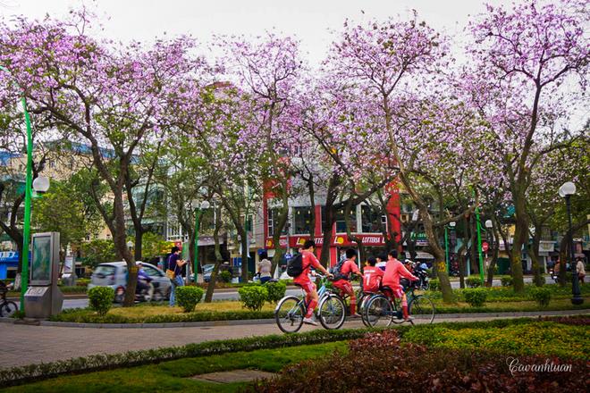 Ngoài những hàng cây mọc ven đường, khu vực công viên gần hồ Tây là nơi tập trung rất nhiều hoa ban.