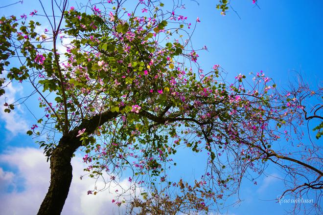 Hòa trong không khí đầu xuân ấm áp với nắng vàng và gió nhẹ, những bông ban tím như tô điểm cho bầu trời xanh ngắt.