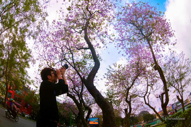 Rất nhiều bạn trẻ tìm đến đường Thanh Niên để ghi lại hình ảnh tuyệt đẹp của hoa ban Tây Bắc giữa trời Hà Nội.