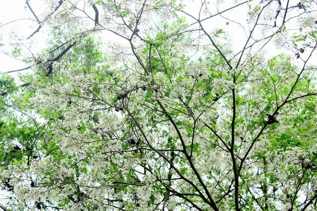 Hoa sưa nở trên đường Thanh Niên - Ảnh: Nguyễn Phương Huệ