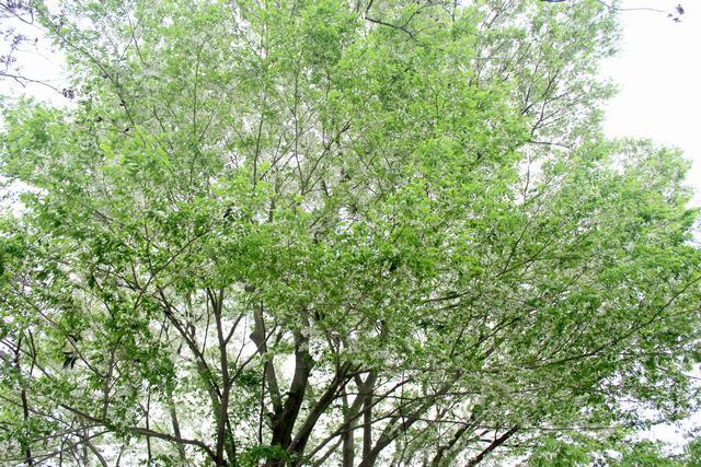 Lá xanh trên nền trắng tinh khôi của hoa, của mây trời - Ảnh: Nguyễn Phương Huệ