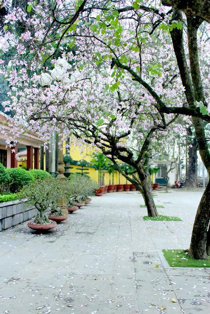 Lãng mạn con đường hoa ban Bắc Sơn - Ảnh: Nguyễn Phương Huệ