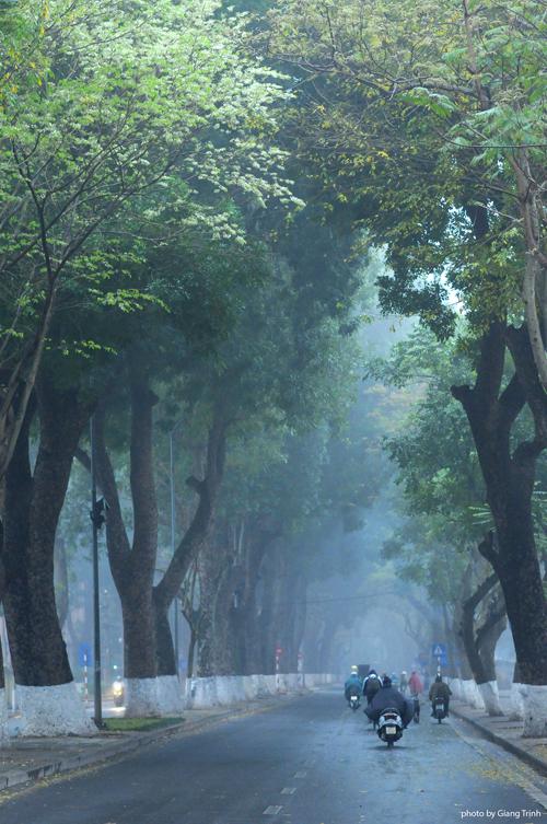 Cùng với hoa ban và hoa bưởi, hoa sưa cũng được nhắc đến như một biểu tượng của tháng 3.