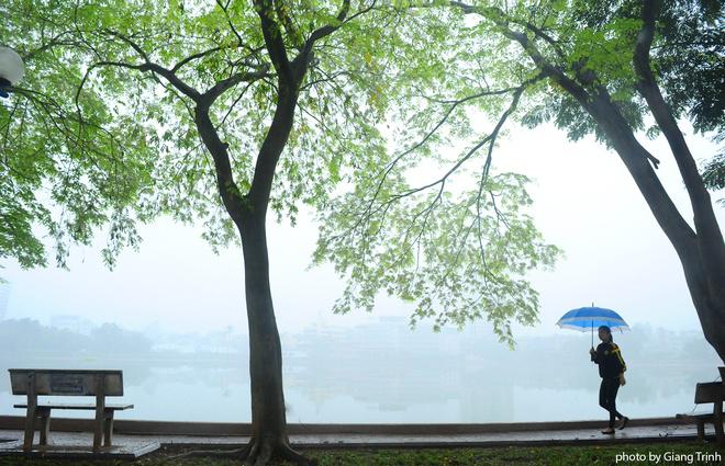 Màu xanh non của cây sưa mang đến không khí rất xuân cho khu vực hồ Giảng Võ.