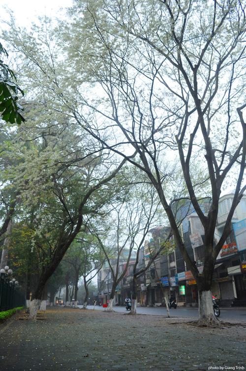 Tuy nhiên không vì thế mà hoa sưa năm nay mất đi vẻ đẹp tinh khiết vốn có. Những con đường nổi tiếng ngắm hoa sưa ở Hà Nội gồm Điện Biên Phủ, Hoàng Hoa Thám, Phan Đình Phùng, Thanh Niên, khu vực hồ Giảng Võ.