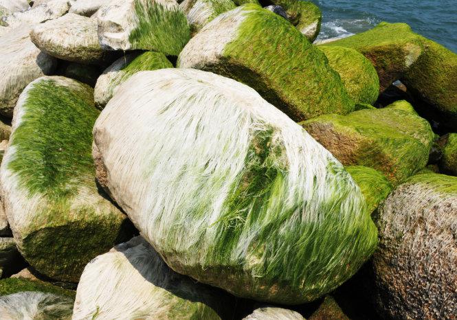Lớp rêu khô tạo nên những mảng trắng óng ánh như tơ - Ảnh: Dương Thanh Xuân