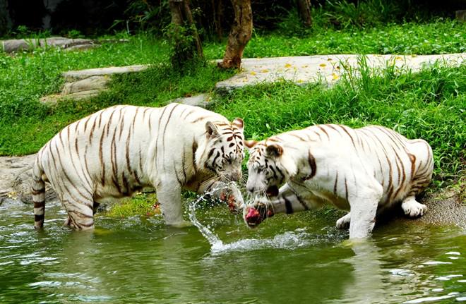 Vườn thú mở Đại Nam là nơi thích hợp cho những người yêu thích động vật hoang dã và ước ao lạc vào một khu rừng thật sự để khám phá cuộc sống của các loài động vật quý hiếm như hổ Đông Dương, ngựa vằn, hà mã, hươu cao cổ, báo trắng, sư tử trắng, tê giác...
