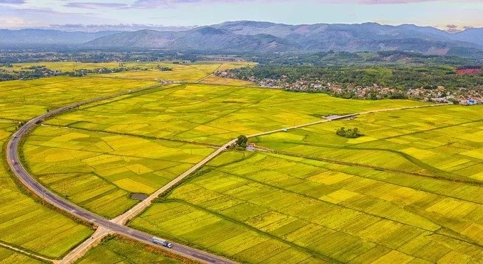 Cánh đồng lúa vàng xã Đức Phong, huyện Mộ Đức vào mùa gặt vụ hè thu. Mộ Đức được biết đến là vựa lúa lớn của tỉnh Quảng Ngãi, với diện tích trồng lúa lên tới 10.000 ha.