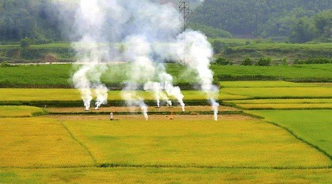 Sau vụ thu hoạch, người dân gom rơm rạ thành từng đống rồi đem đốt ngay tại thửa ruộng của họ. Với người nông dân, đốt rơm rạ là biện pháp nhanh gọn nhất, phần tro tiếp tục được dùng để bón ruộng.