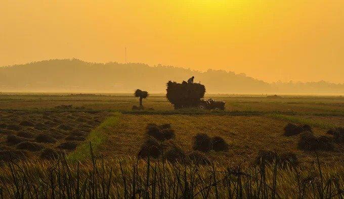 Nông dân thu gom rơm rạ lúc bình minh. Nhiều hộ nông dân tại Quảng Ngãi tận dụng nguồn nguyên liệu này để làm nấm, phân bón hay mang đem bán.
