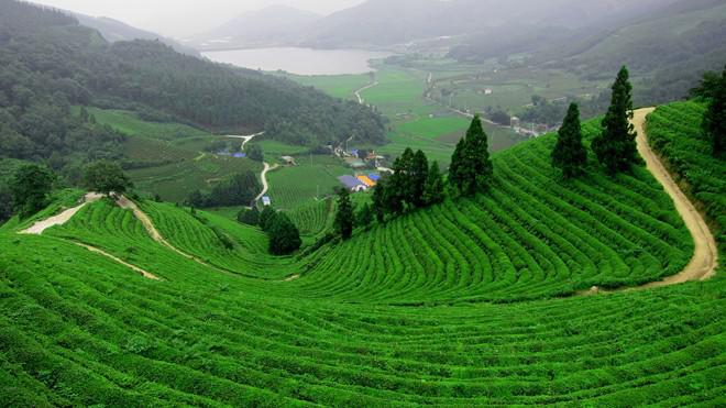 Bạn dễ dàng bắt gặp những nương chè bạt ngàn. Ảnh: Beautifulnow.