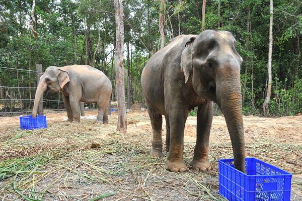 Giai đoạn 1 có quy mô 380 ha, gồm hai phân khu chính: khu vườn thú mở (open zoo) dành cho khách tham quan giữa các khu vực nuôi thú mở, hài hòa với thiên nhiên; khu bán hoang dã (safari park) chở khách tham quan bằng xe chuyên dụng với hình thức "thú thả, người nhốt" lần đầu tiên có mặt tại Việt Nam.