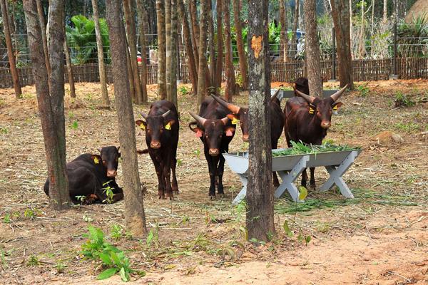 Hiện công viên đã có khoảng 3.000 cá thể thuộc 150 chủng loài, được sưu tầm và bảo tồn từ các động vật hoang dã quý hiếm địa phương, đồng thời quy tụ từ nhiều vùng địa sinh học đặc trưng trên thế giới như Nam Phi, châu Âu, châu Đại dương, Mỹ... như hổ Bengal, linh dương Ảrập, linh dương sừng xoắn, vượn cáo trắng đen…