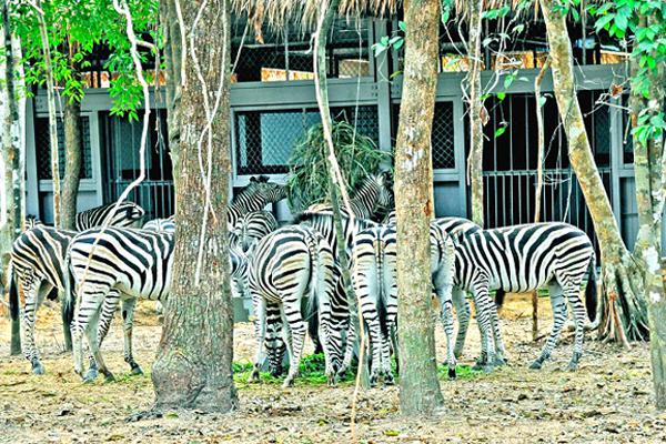 Đặc biệt, Vinpearl Safari Phú Quốc sẽ sở hữu những bộ sưu tập động vật quý hiếm với số lượng lớn hàng đầu Việt Nam như 200 cá thể hồng hạc, 100 tê giác, 60 hươu cao cổ... Đây là bộ sưu tập động vật có quy mô mang tầm khu vực cả về chủng loại lẫn số lượng cá thể. Số lượng cá thể sẽ liên tục được cập nhật.