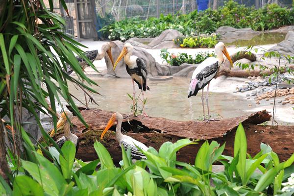Bên cạnh hai phân khu chính, Safari Phú Quốc còn có các phân khu chức năng khác như: khu chuồng cách ly kiểm dịch, khu phố mua sắm sản phẩm du lịch và Bệnh viện thú y lớn nhất Đông Nam Á. Với mục tiêu chăm sóc và bảo tồn động vật không chỉ tại Việt Nam mà còn cho khu vực,quy tụ nhiều chuyên gia thú y và chăm sóc động vật hoang dã hàng đầu trong nước và quốc tế đến từ Nam Phi, Autralia, Ấn Độ....
