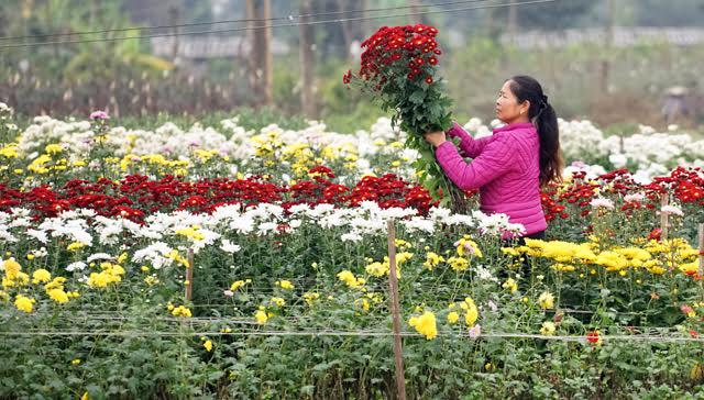 Khoảng từ 4 đến 5 giờ chiều, khách mua buôn thường đến tận vườn để lựa chọn những bông hoa đẹp nhất.