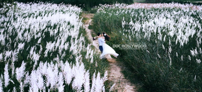 Vào mùa lau, cảnh sắc nơi này thật sự như thiên đường - Ảnh: Đức Hollywood
