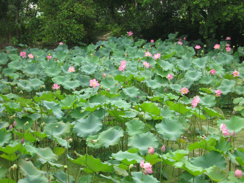 Tháng 5 cũng là lúc hồ sen nơi đây nở rực rỡ nhất. Ảnh: Panoramio