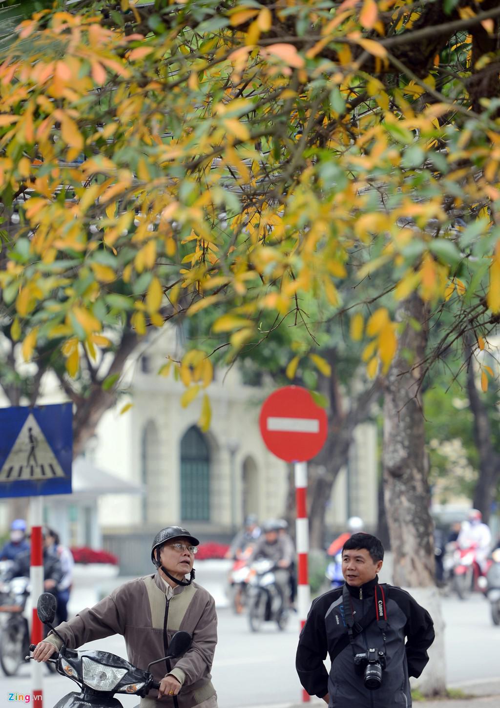 Người yêu thích chụp ảnh cũng như những người đi đường dừng chân ghé lại, ngắm nhìn các tán là vàng ươm trên hè phố Lê Thánh Tông.