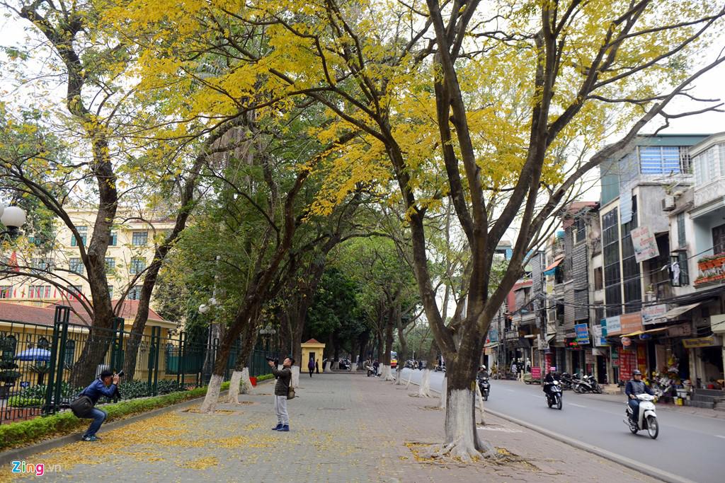 Không chỉ có lộc vừng thay lá, những tán cây sưa vàng rực rỡ cũng tô điểm thêm cho Hà Nội.
