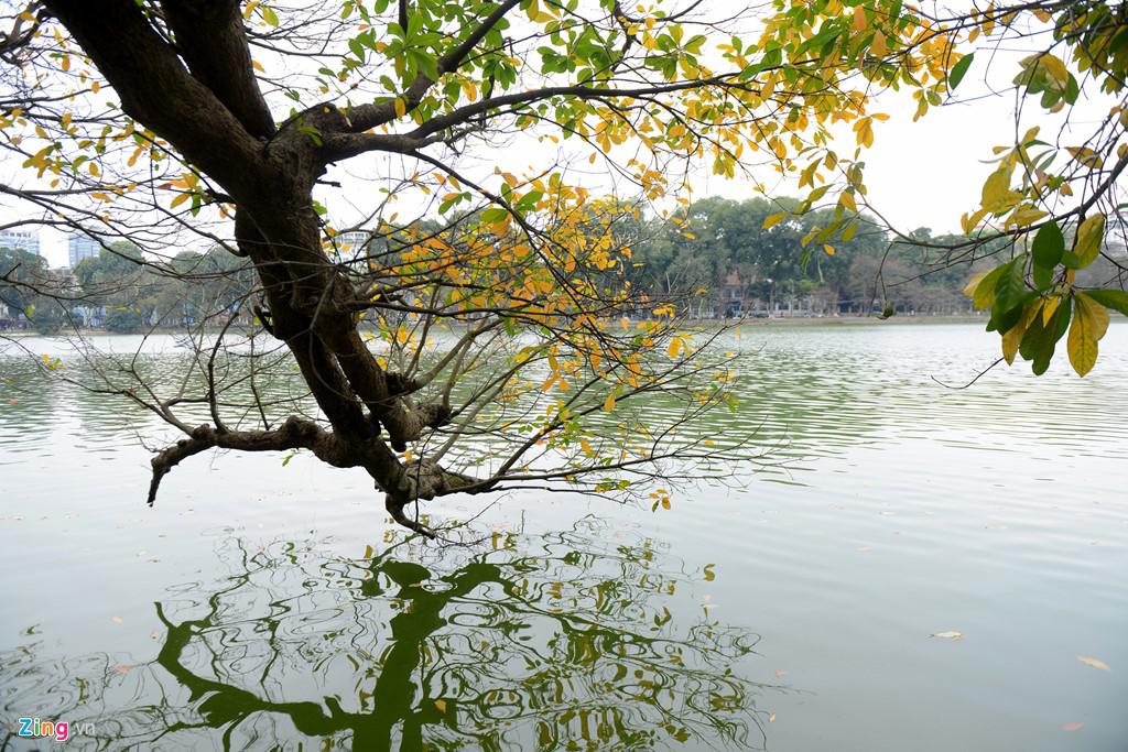 Sát bên hồ Gươm (quận Hoàn Kiếm), hai cây lộc vừng cũng đang thay lá, soi bóng xuống mặt nước hồ xanh biếc.
