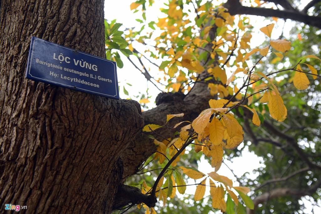 Lộc vừng có tên khoa học là Barigtonia acutangula, thuộc họ Lecythidaceae. Thân và gốc cây tạo thế đẹp. Khi nở, hoa màu đỏ, có hương thơm, được người dân ưa chuộng, chọn làm cây cảnh.
