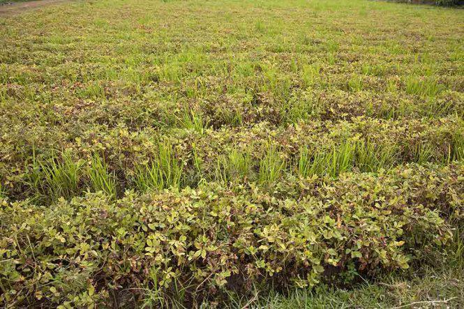 Đậu phộng đã "chín" đang chờ nhổ - Ảnh: Trân Duy