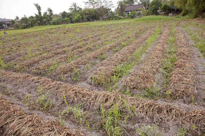 Đậu phộng mới nhổ chất ngay luống chờ người tuốt hạt - Ảnh: Trân Duy